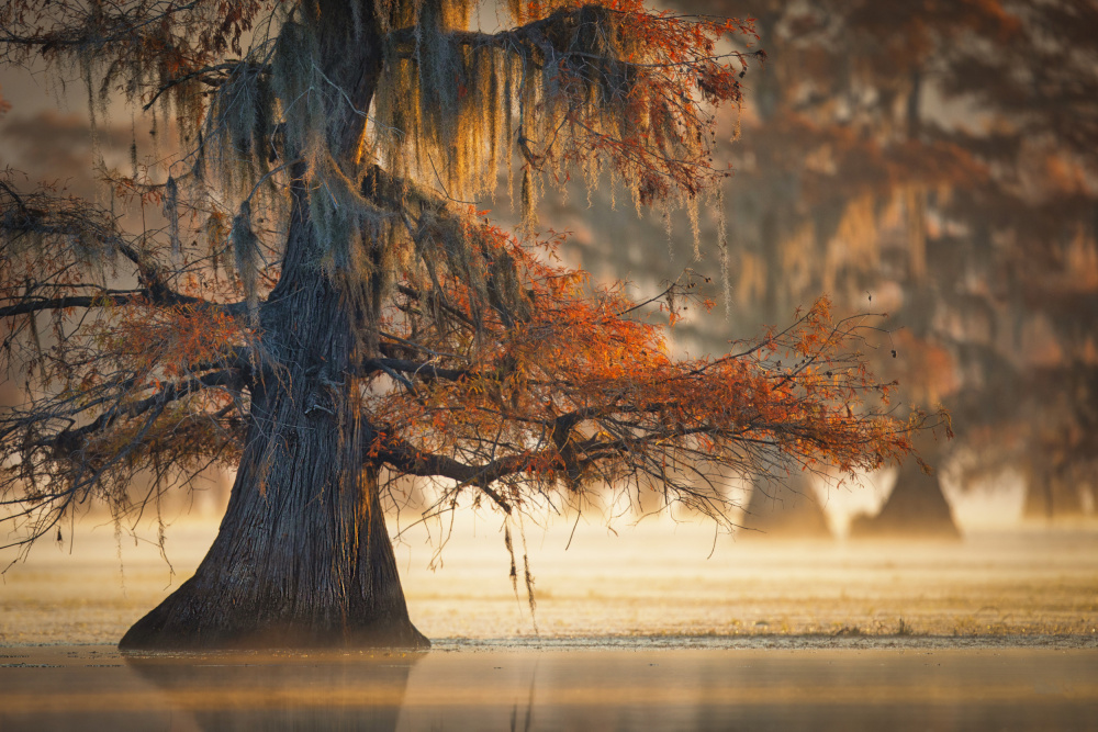 A Cypress In Fall Water de Michael Zheng
