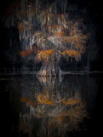 Cypress Reflection