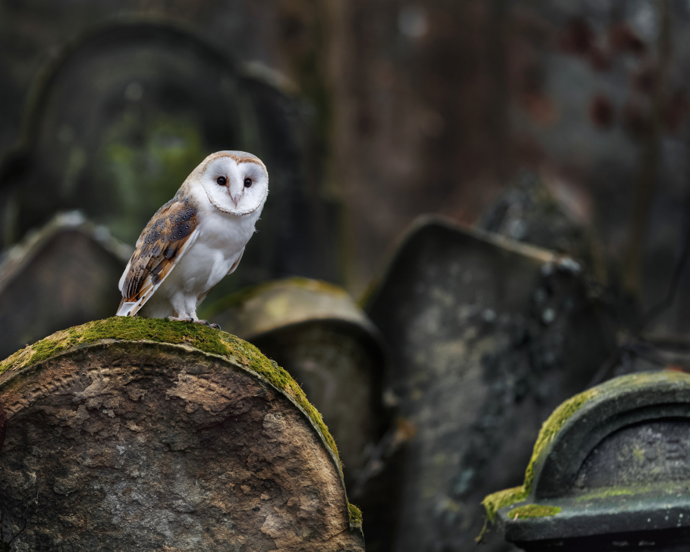 Owl at cemetery de Michaela Firešová