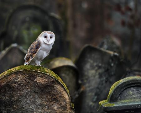 Owl at cemetery