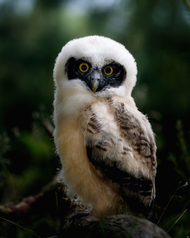 Little tawny owl de Michaela Firešová