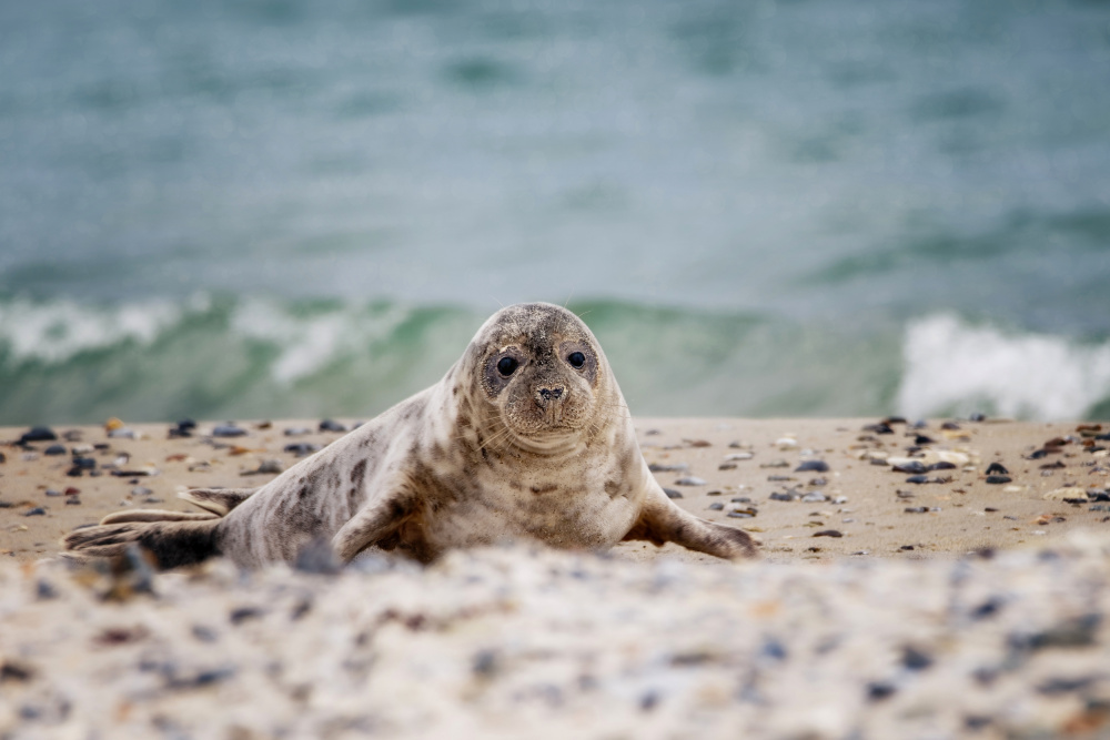 Seal on the beach de Michaela Firešová