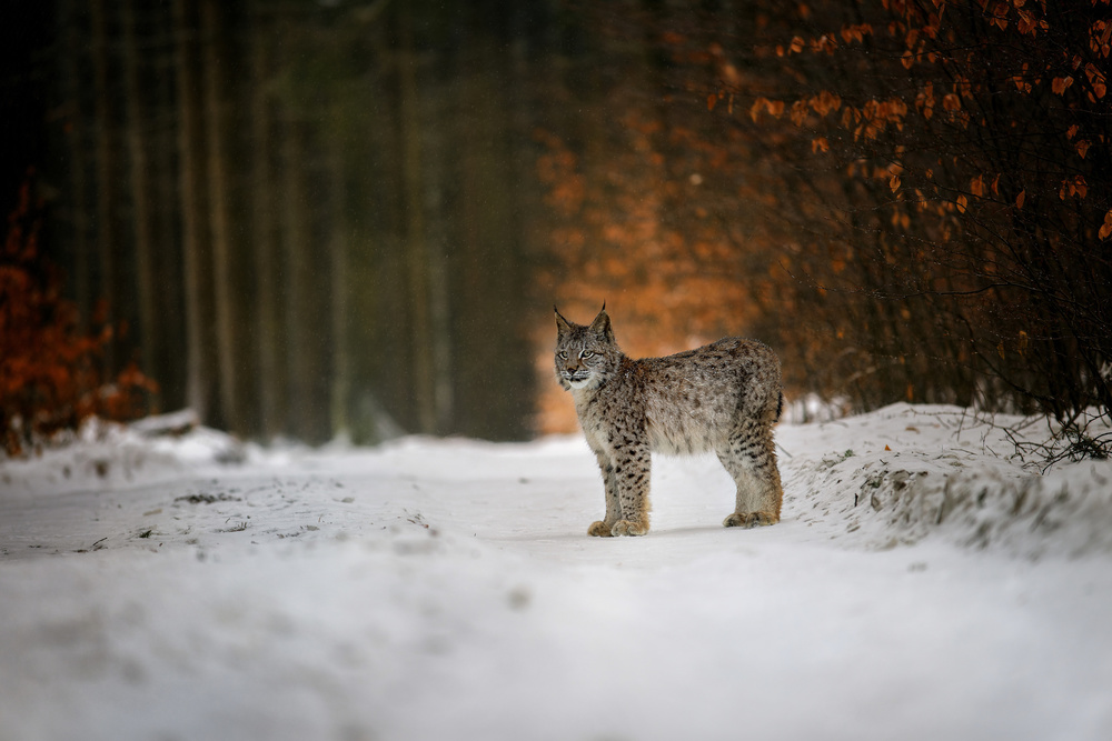 Bobcat in winter forest de Michaela Firešová