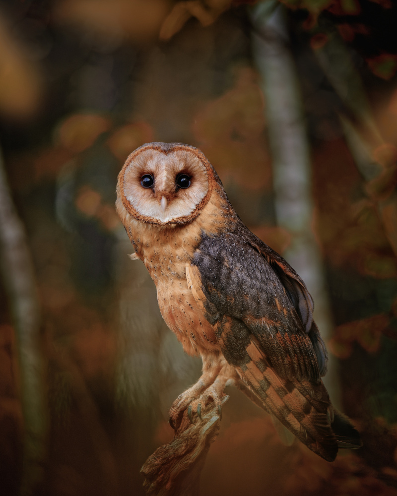 Barn owl in forest de Michaela Firešová