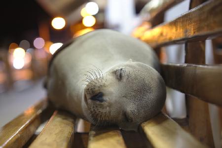 Sea lion nap