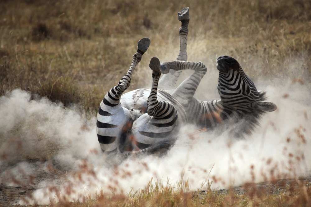 Dust bath de Michel Guyot