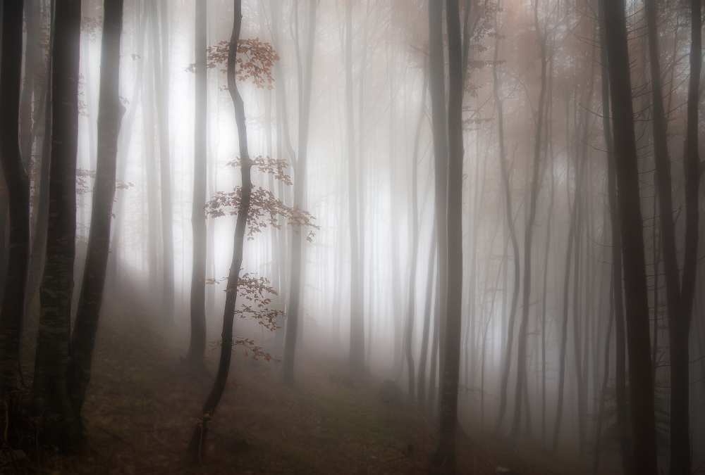 in the forest..... de Michel Manzoni