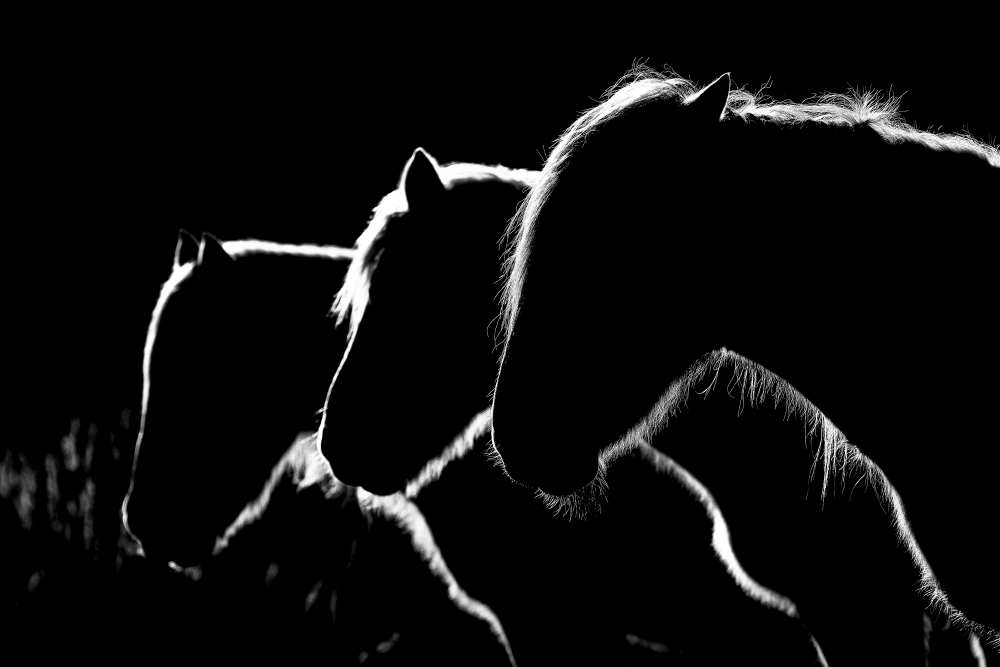 Horses b&w de Michel Romaggi