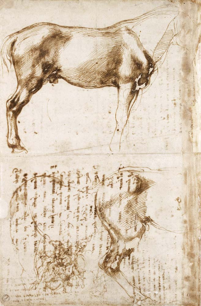 Anatomic Horse study de Miguel Ángel Buonarroti