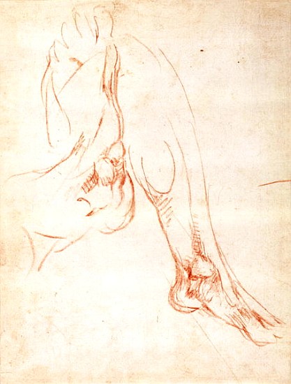 Study of a lower leg and foot de Miguel Ángel Buonarroti