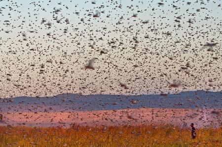 The Migraton Of Locusts