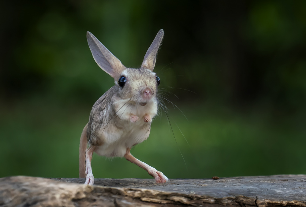 Mini Kangaroo de Mieke Suharini