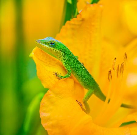 A Green Anole in A Flower