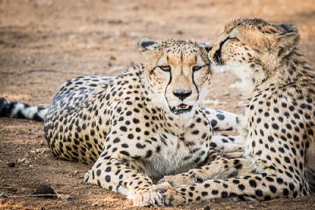 Cheetah love