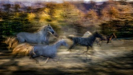 gallop