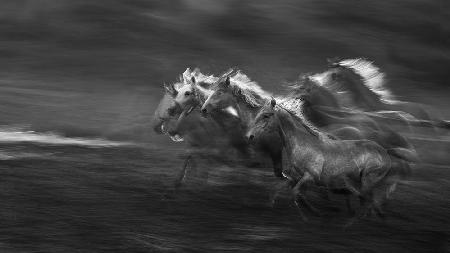 Horses in the gallop