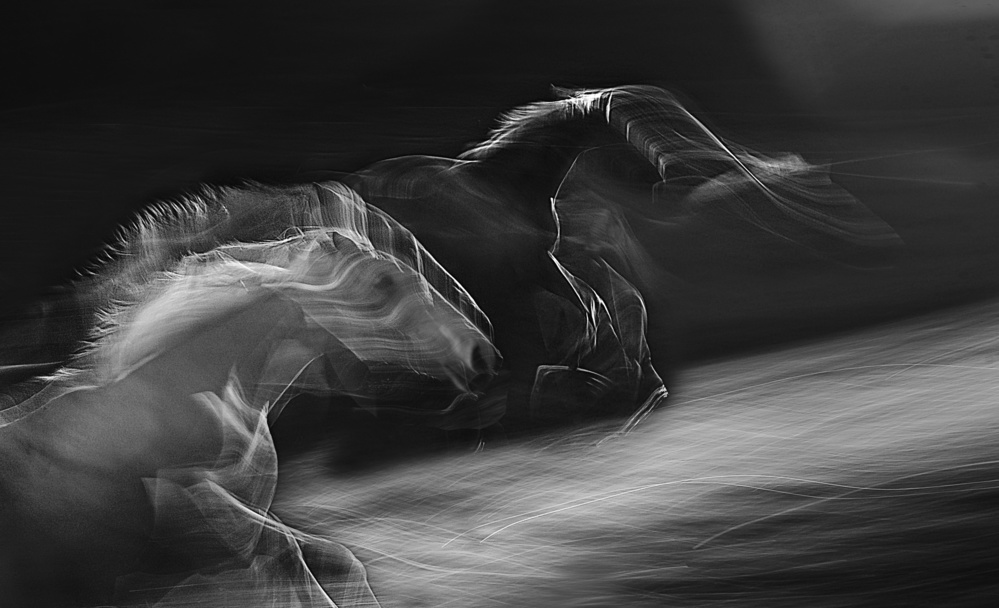 Horses in gallop de Milan Malovrh