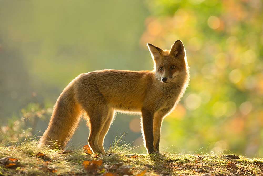 Red fox de Milan Zygmunt