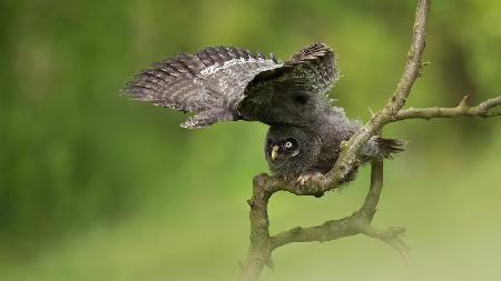 Great Grey Owl