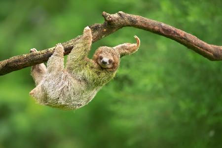 Brown-throated sloth