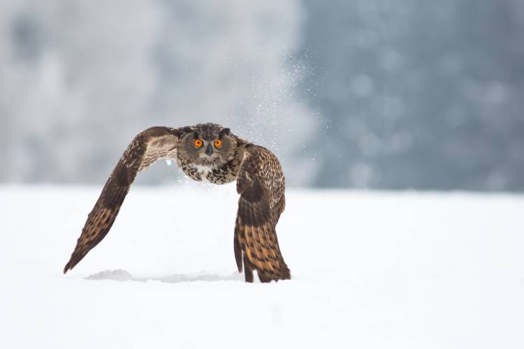 Eurasian eagle-owl de Milan Zygmunt