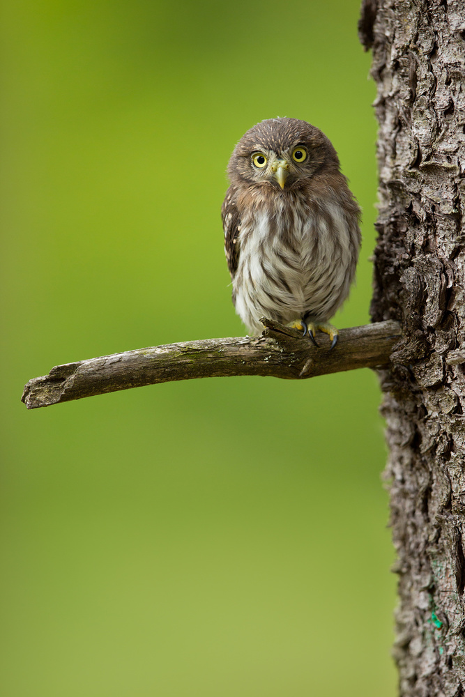 Eurasian pygmy owl de Milan Zygmunt