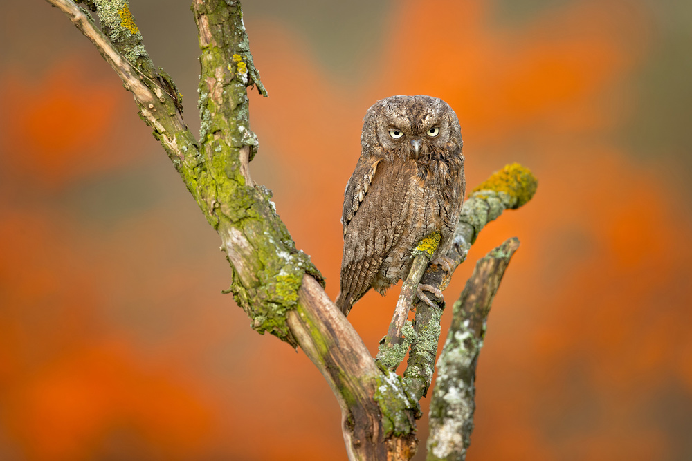 Eurasian scops owl de Milan Zygmunt