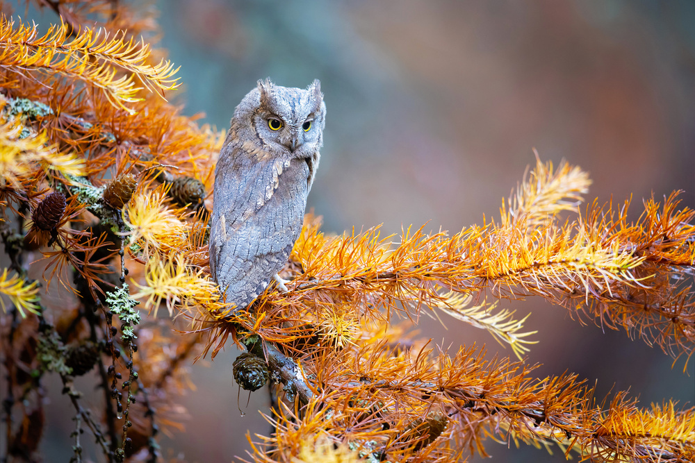Eurasian scops owl de Milan Zygmunt