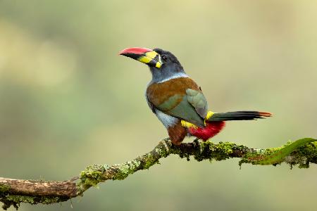 Grey-breasted mountain toucan