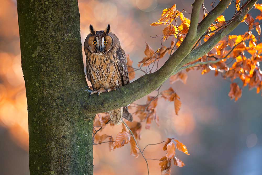 Long-Eared Owl de Milan Zygmunt