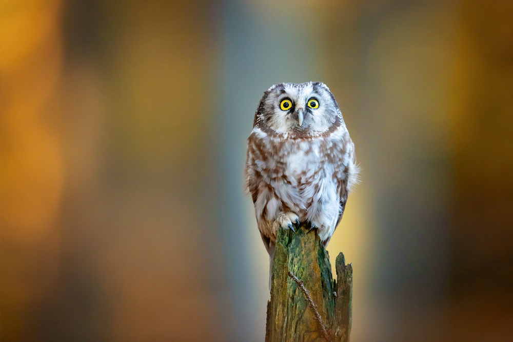 Boreal owl de Milan Zygmunt