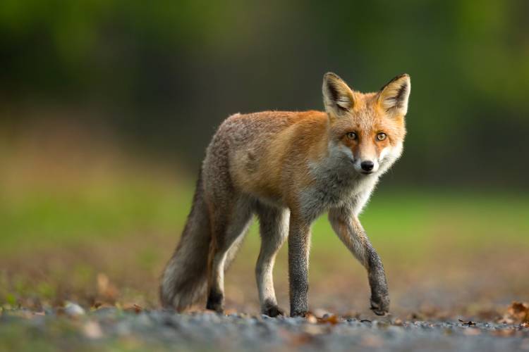 Red Fox de Milan Zygmunt