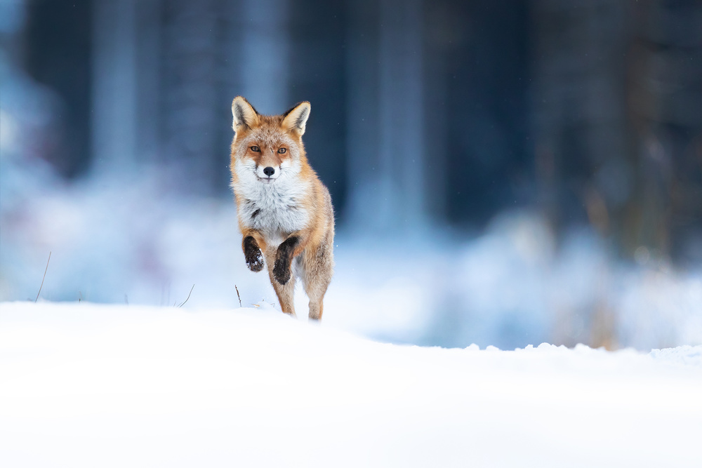 Red fox de Milan Zygmunt