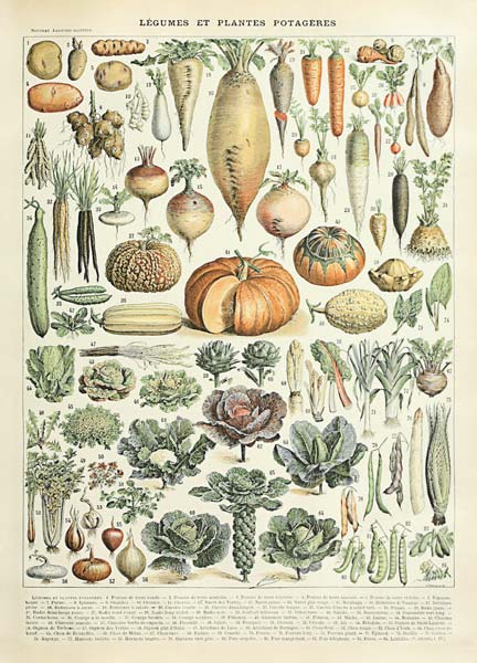 Legume et plante potageres de Adolphe Millot