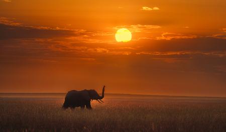 Elephant in the sunrise