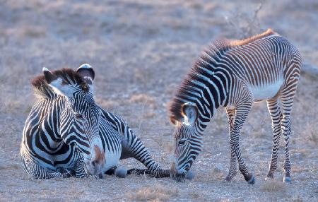 Grevy Zebra Mum and Baby
