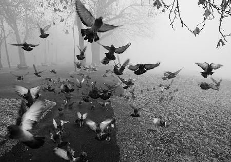 Feathers in the mist
