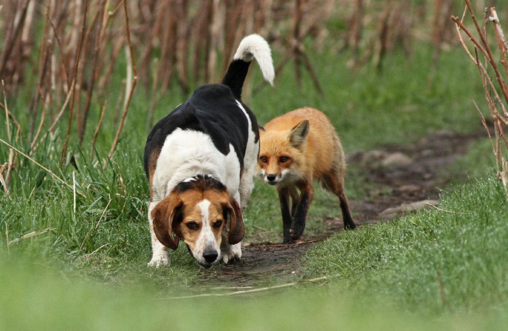 World\\\&#039;s worst hunting dog de Mircea Costina