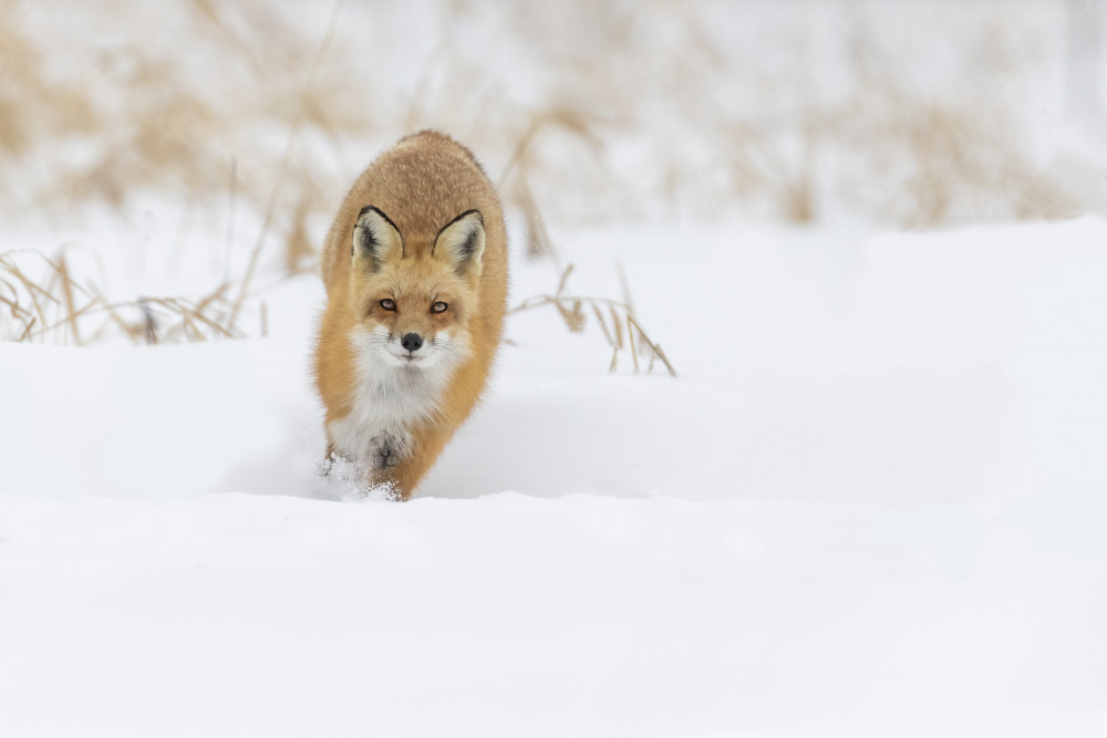 Fox hunting in winter de Mircea Costina