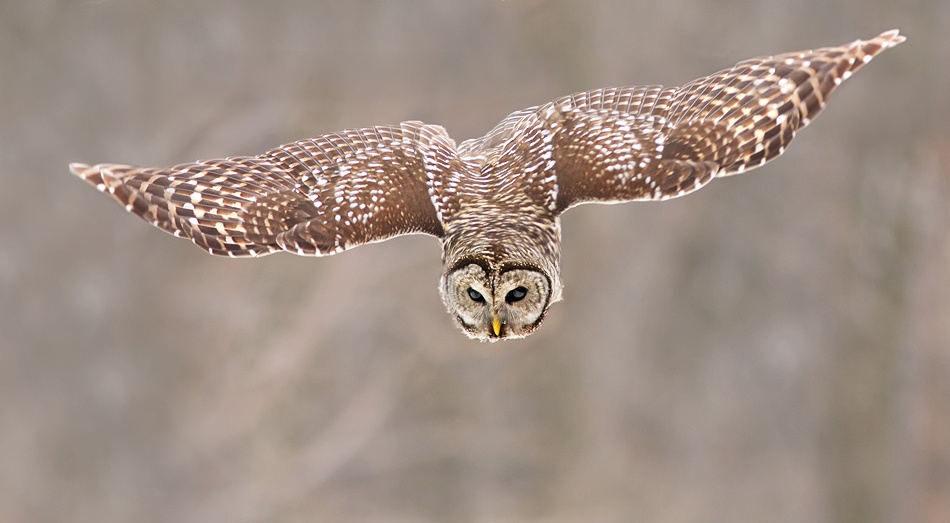 Hunting Barred Owl de Mircea Costina