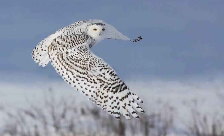 Snowy Owl de Mircea Costina