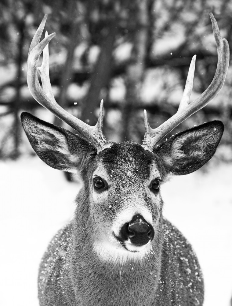 Winter Deer de Mircea Costina