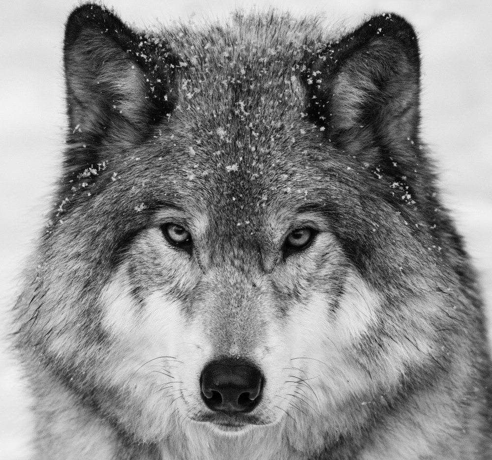 Wolf Portrait de Mircea Costina