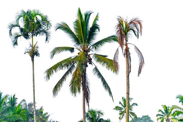 Bali Palmen, Fotokunst, Natur, Bäume, Floral, Natur de Miro May