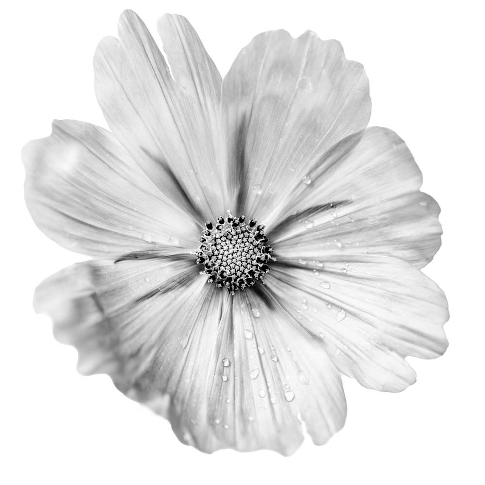 Blume in Schwarz Weiss de Miro May