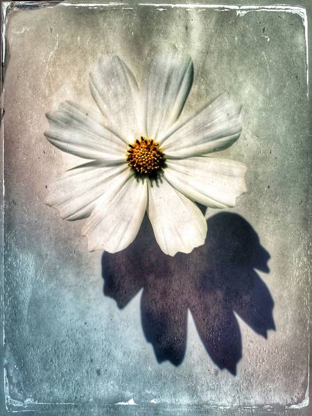 Blume in weiss de Miro May