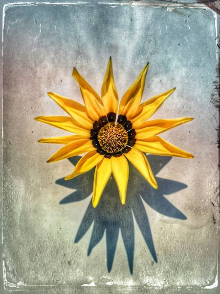 Gelbe Blume  de Miro May