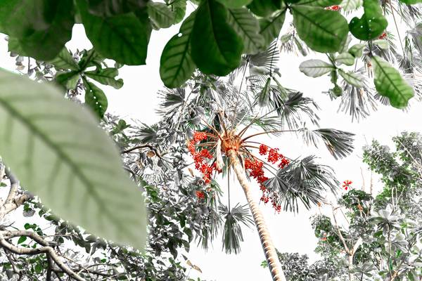Palme hinter Blättern, Regenwald, Bali, Floral, Fotokunst de Miro May