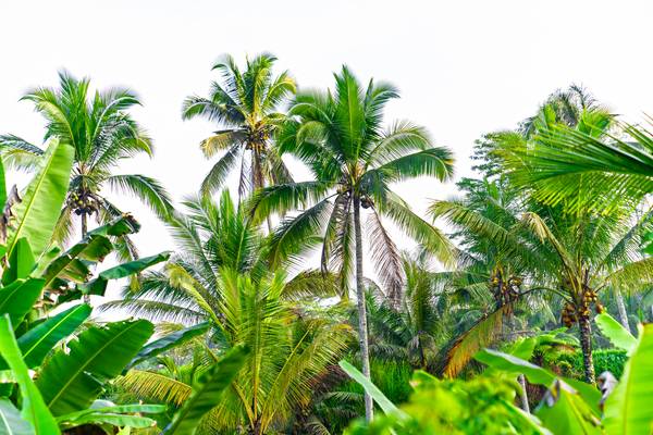 Palmen auf Bali, Regenwald, Floral, Natur, Grün, Bäume, Fotokunst de Miro May