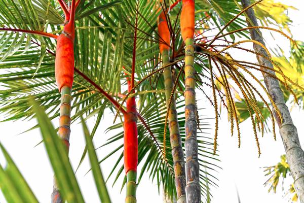 Palmen, Natur, Bali, tropisch, Regenwald, Farben der Natur de Miro May